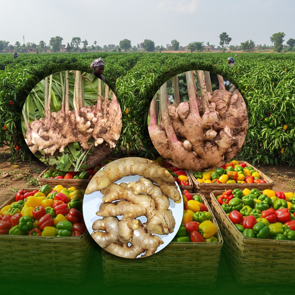 Agricultural Produce Aggregation